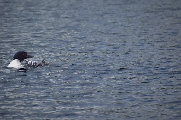 $275,000 | 10 Witham Island, Brownville, ME 04414