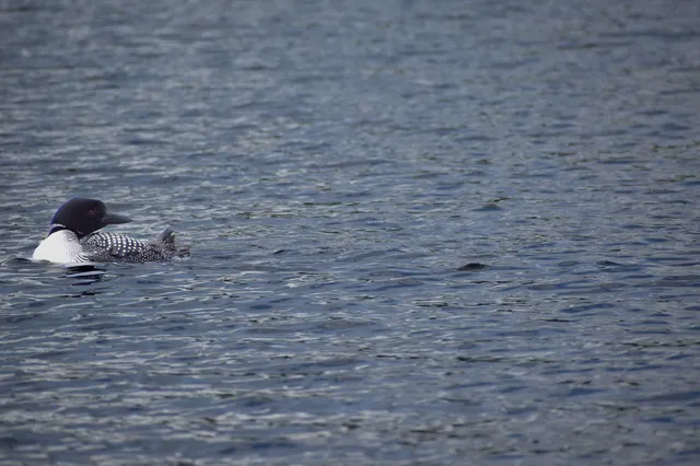 $275,000 | 10 Witham Island, Brownville, ME 04414