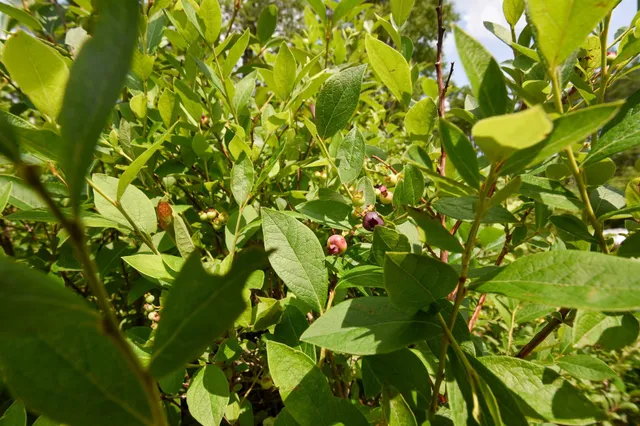 $275,000 | 10 Witham Island, Brownville, ME 04414