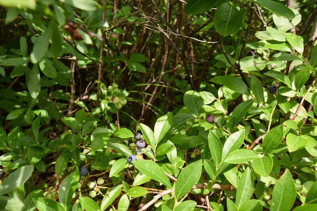 $275,000 | 10 Witham Island, Brownville, ME 04414