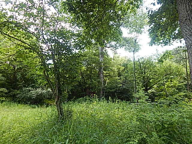 6111 Clise Road Bath, MI 48808 - Photo 54 of 76 DSCN9314