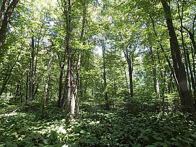 6111 Clise Road Bath, MI 48808 - Photo 58 of 76 DSCN9319