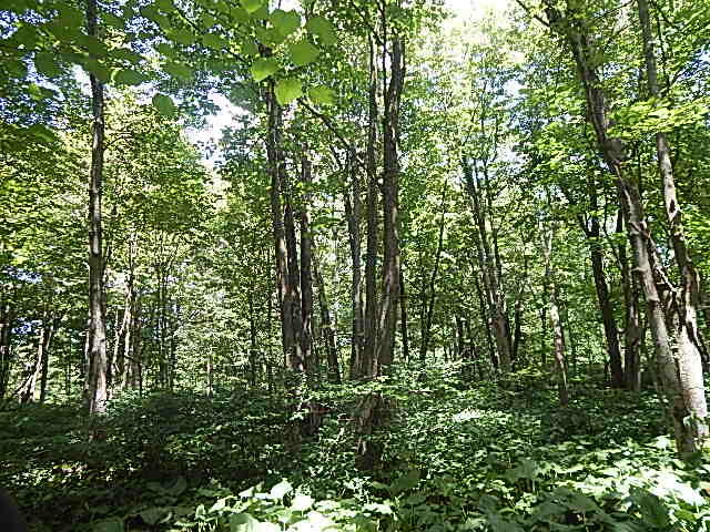 6111 Clise Road Bath, MI 48808 - Photo 59 of 76 DSCN9320