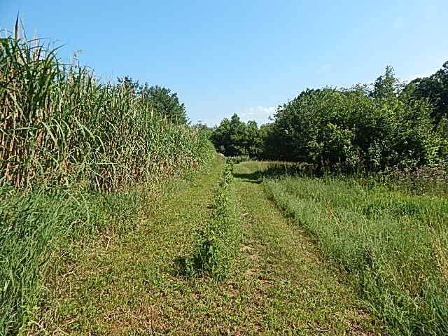 6111 Clise Road Bath, MI 48808 - Photo 70 of 76 DSCN9390