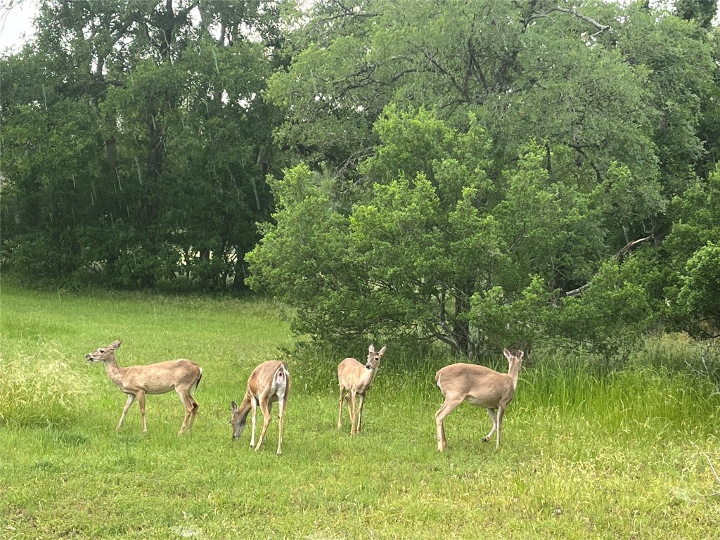 3400 Deer Trail Georgetown, TX 78628 - Photo 38 of 40 Enjoy views of many types of wildlife