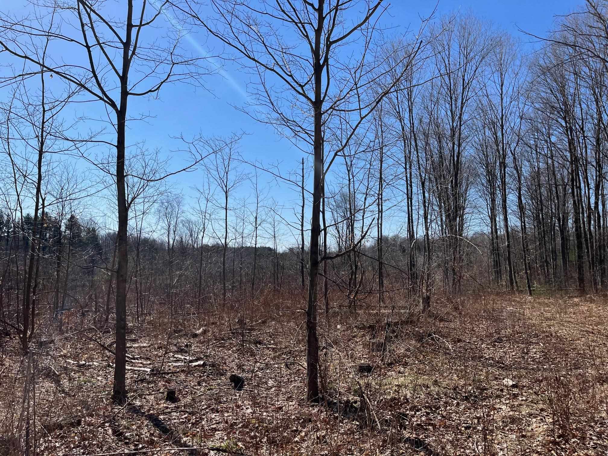 3 King Road, Unit LOT: 3 Benzonia, MI 49616 - Photo 5 of 14