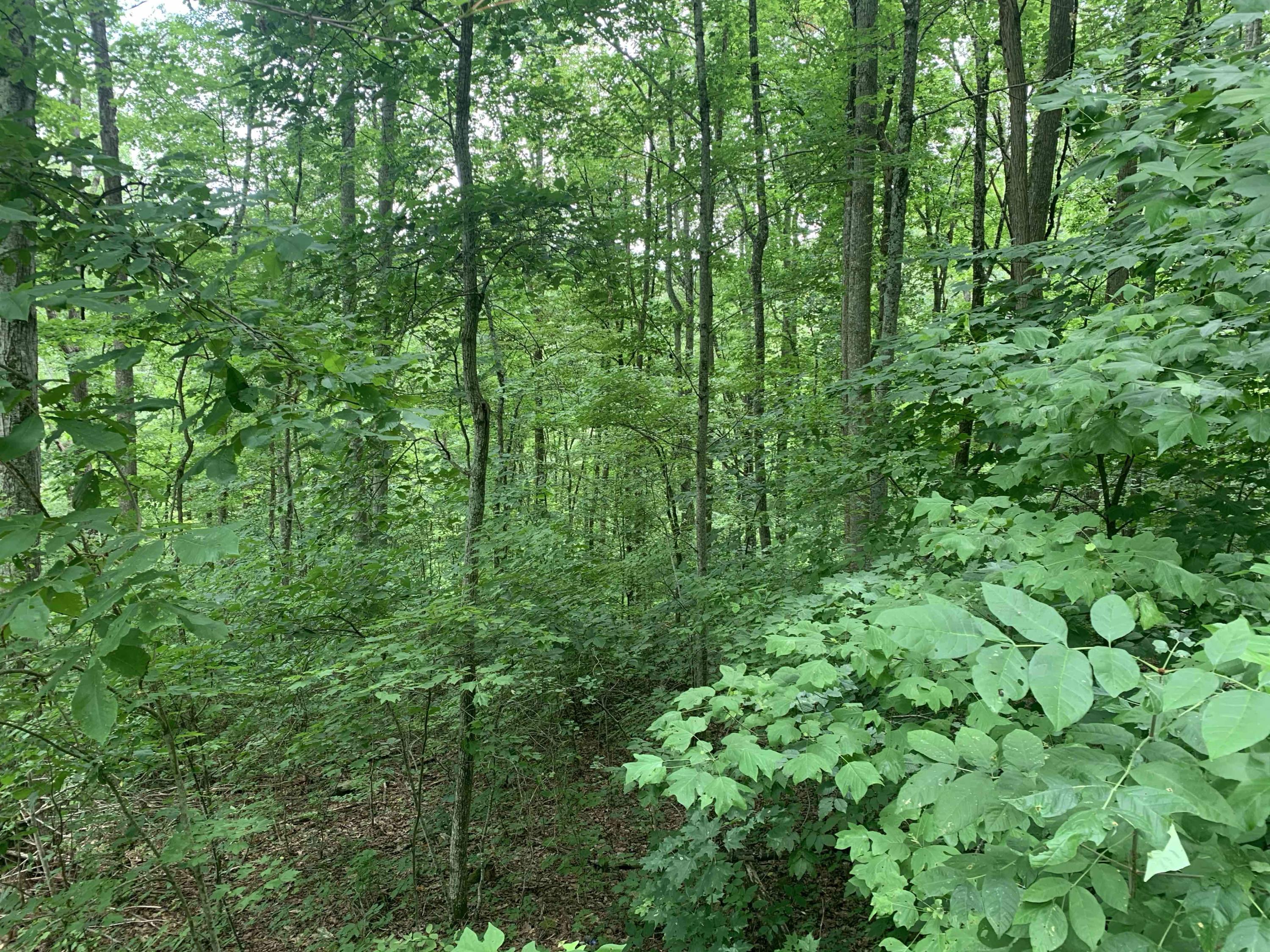 Lot 5 Deep Spring Lane Sevierville, TN 37862 - Photo 2 of 9 Private and wooded