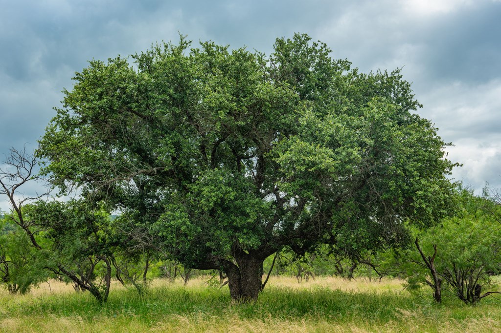 7602 County Road 113 Llano, TX 78643 - Photo 60 of 69