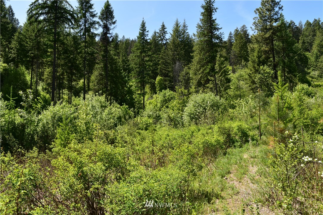 -tbd Silver Creek Road Inchelium, WA 99138 - Photo 13 of 21 Gallery Image 13