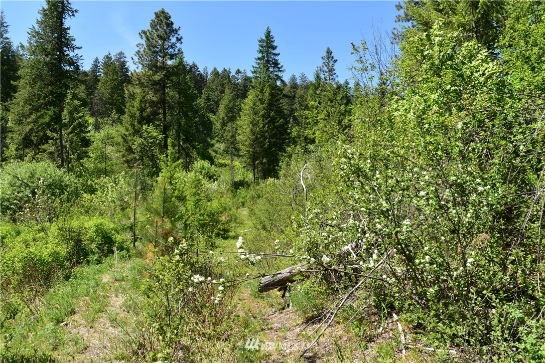 -tbd Silver Creek Road Inchelium, WA 99138 - Photo 14 of 21 Gallery Image 14