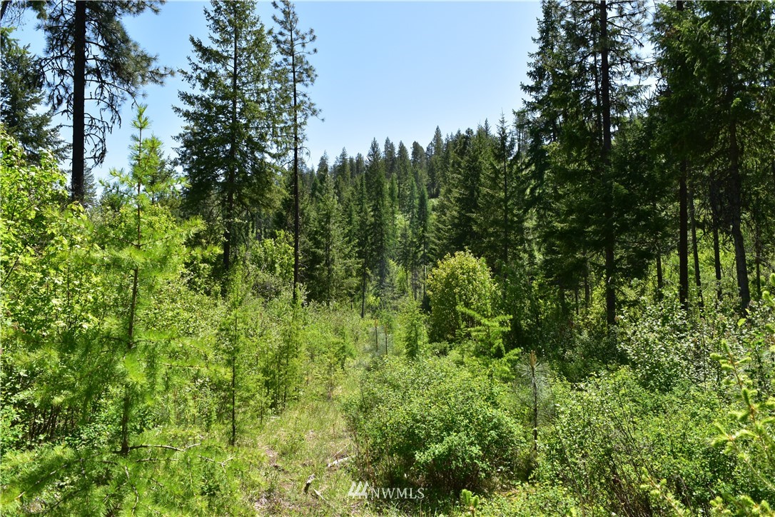 -tbd Silver Creek Road Inchelium, WA 99138 - Photo 16 of 21 Gallery Image 16