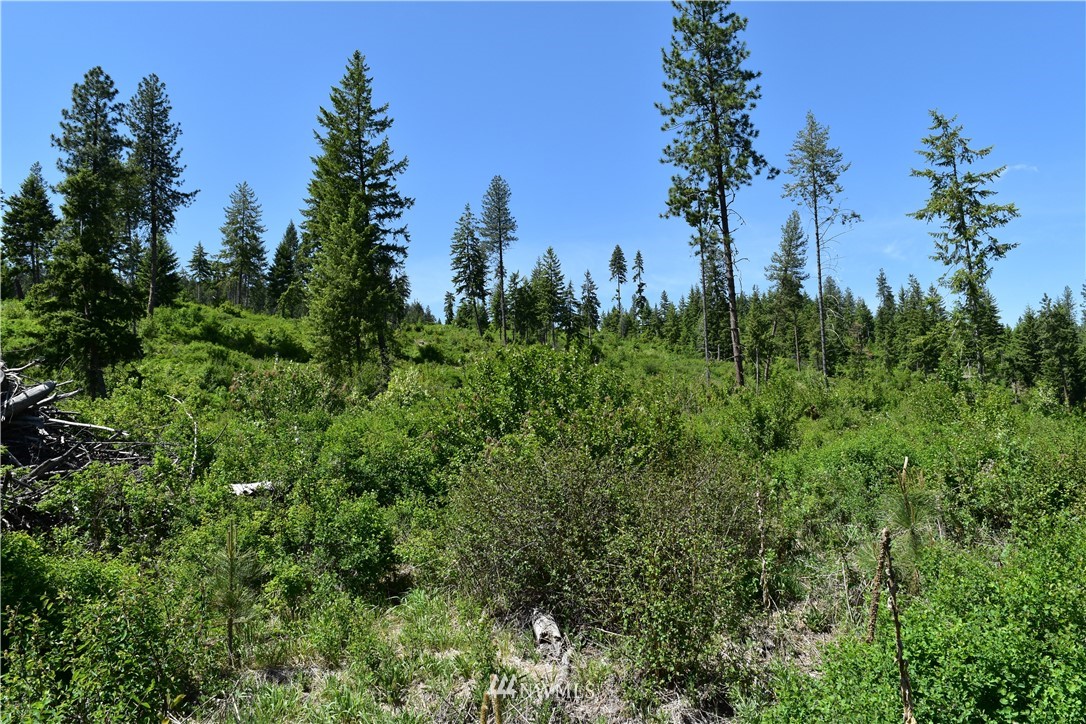 -tbd Silver Creek Road Inchelium, WA 99138 - Photo 4 of 21 Gallery Image 4