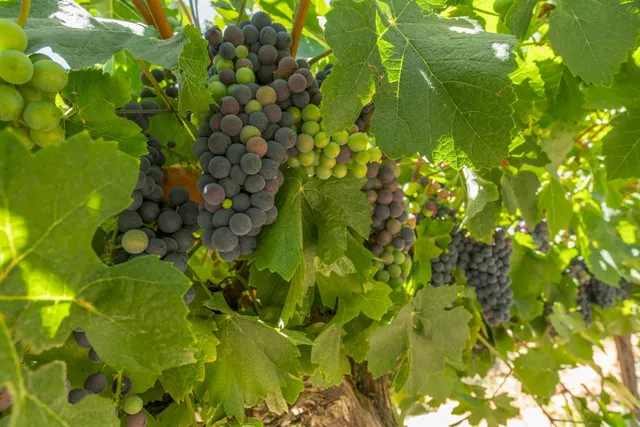 $2,099,000 | 21649 Des Moines Road, Acampo, CA 95220