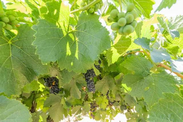 $2,099,000 | 21649 Des Moines Road, Acampo, CA 95220