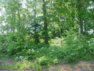0 Dixie Rdg Run Road Penn Laird, VA 22846 - Photo 1 of 1 a view of a lush green forest