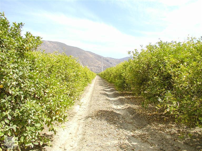 Orr Road Santa Paula, CA 93060 - Photo 6 of 14 Gallery Image 6