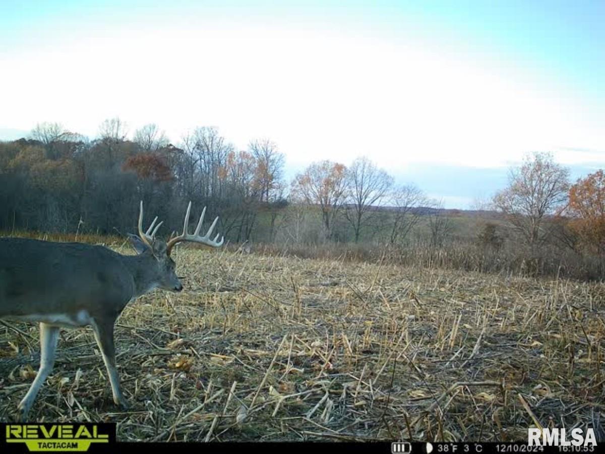 0 Goodman Pond Road Dongola, IL 62926 - Photo 14 of 72