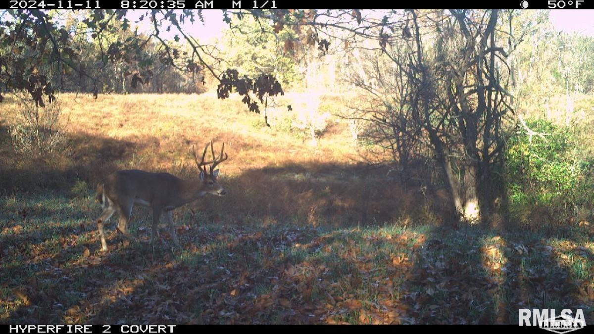 0 Goodman Pond Road Dongola, IL 62926 - Photo 16 of 72