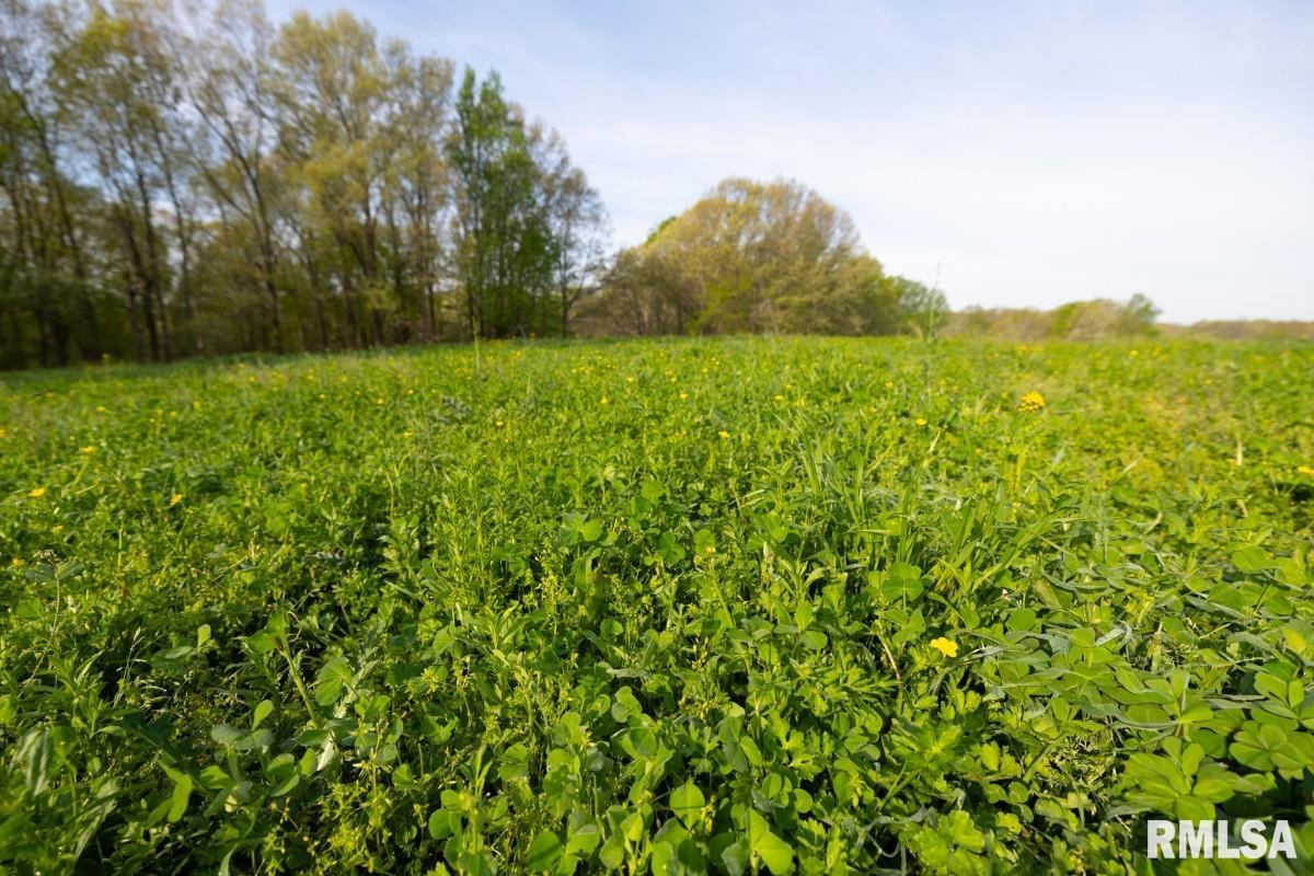 0 Goodman Pond Road Dongola, IL 62926 - Photo 19 of 72