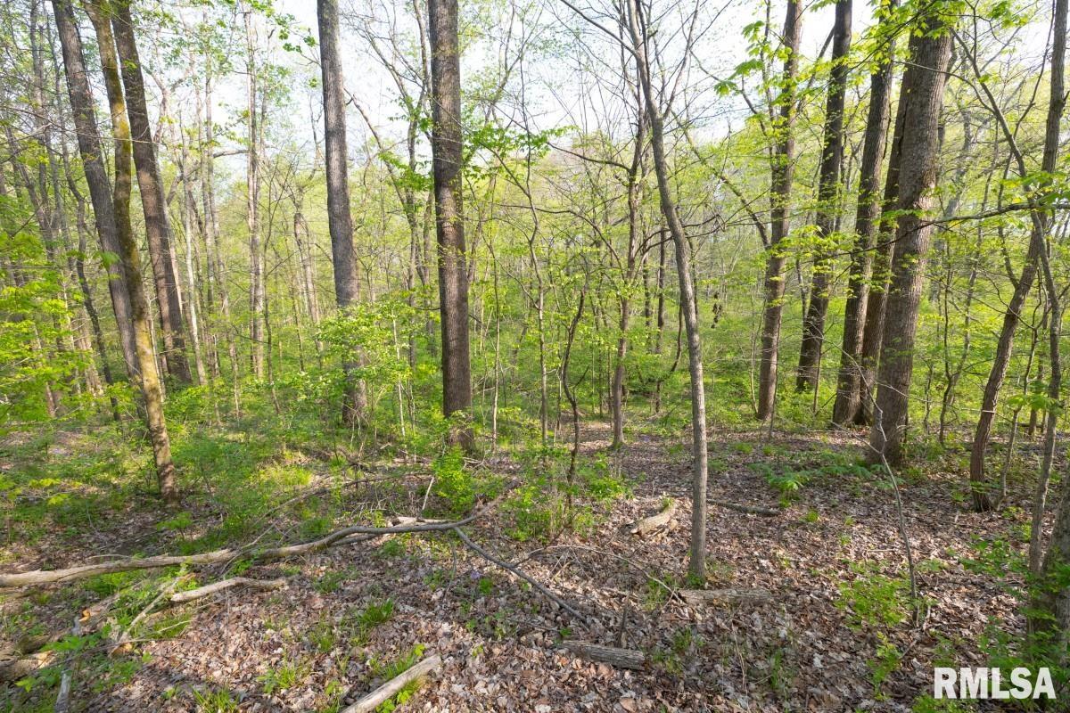 0 Goodman Pond Road Dongola, IL 62926 - Photo 35 of 72