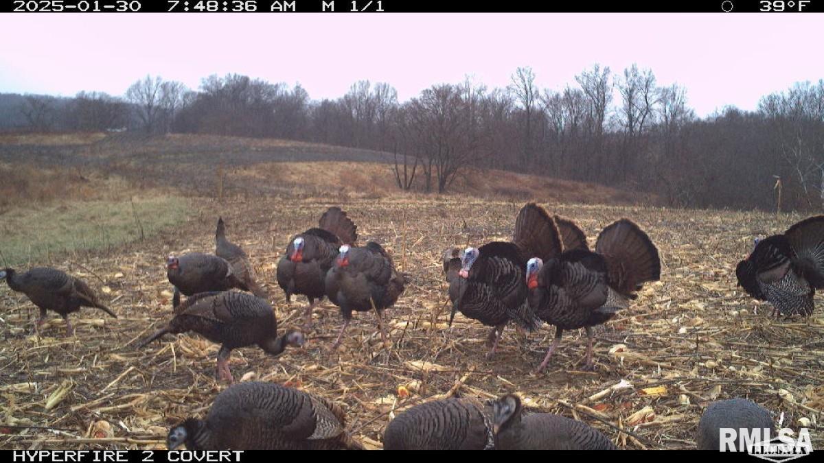 0 Goodman Pond Road Dongola, IL 62926 - Photo 4 of 72