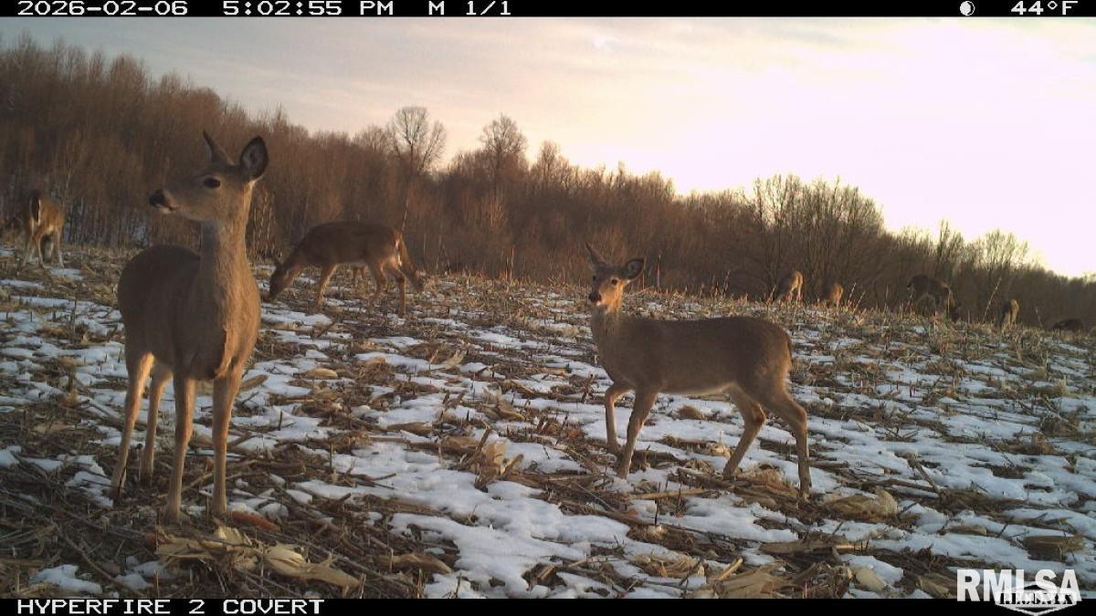 0 Goodman Pond Road Dongola, IL 62926 - Photo 71 of 72