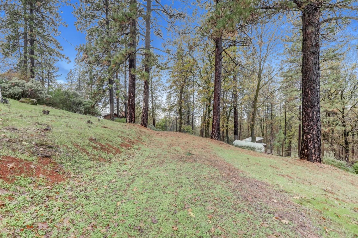 19121 Hiers Road Grass Valley, CA 95949 - Photo 64 of 94 a view of a yard with large trees