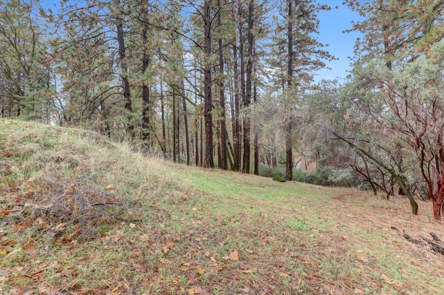 19121 Hiers Road Grass Valley, CA 95949 - Photo 79 of 94 a view of a yard with large trees