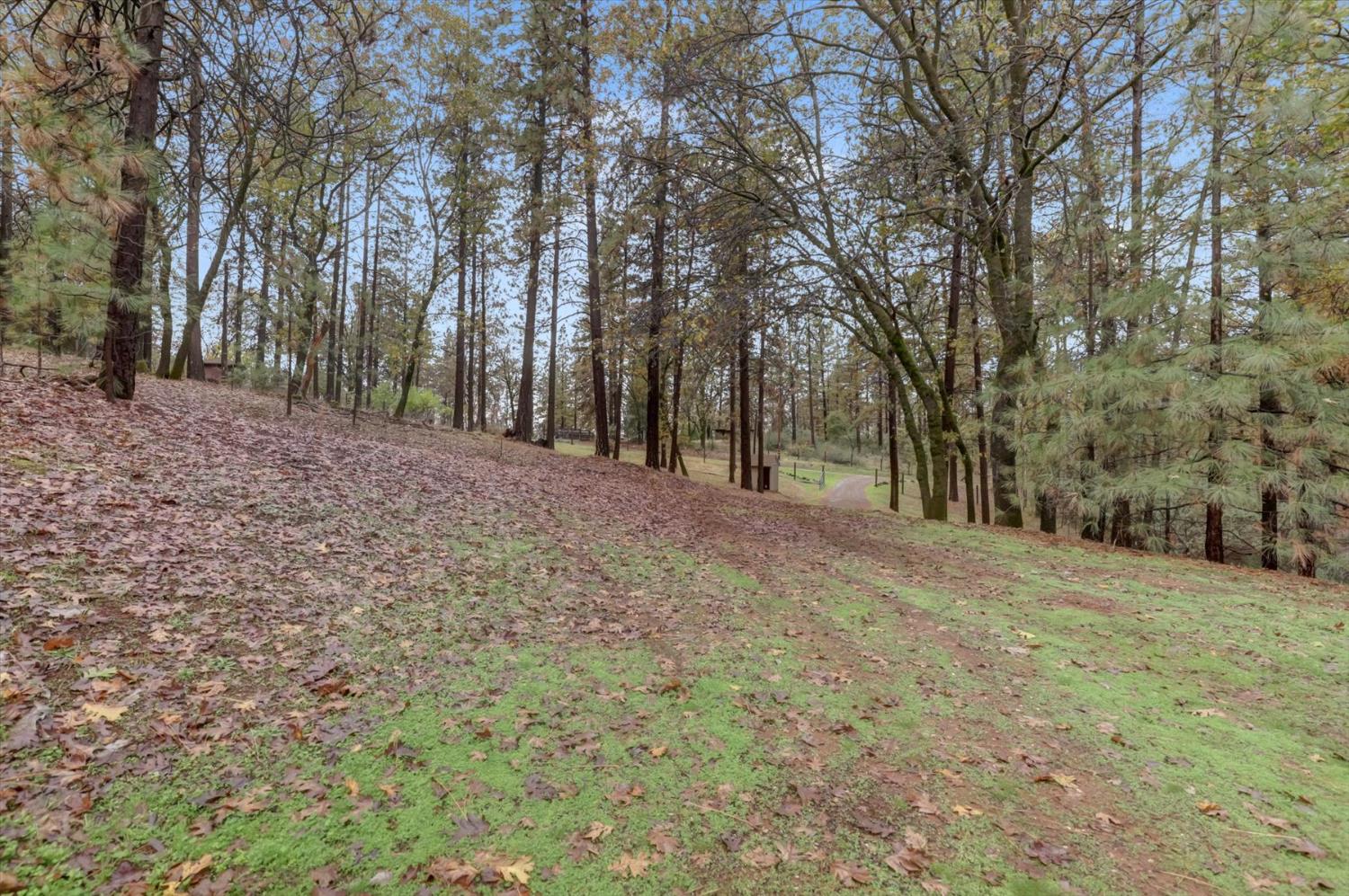 19121 Hiers Road Grass Valley, CA 95949 - Photo 83 of 94 a view of dirt field with trees in the background