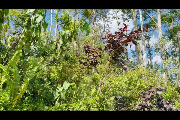 $79,900 | 78 Coconut Drive, Pahoa, HI 96778
