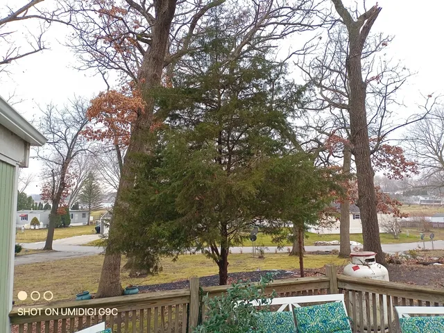 a view of a yard with a tree