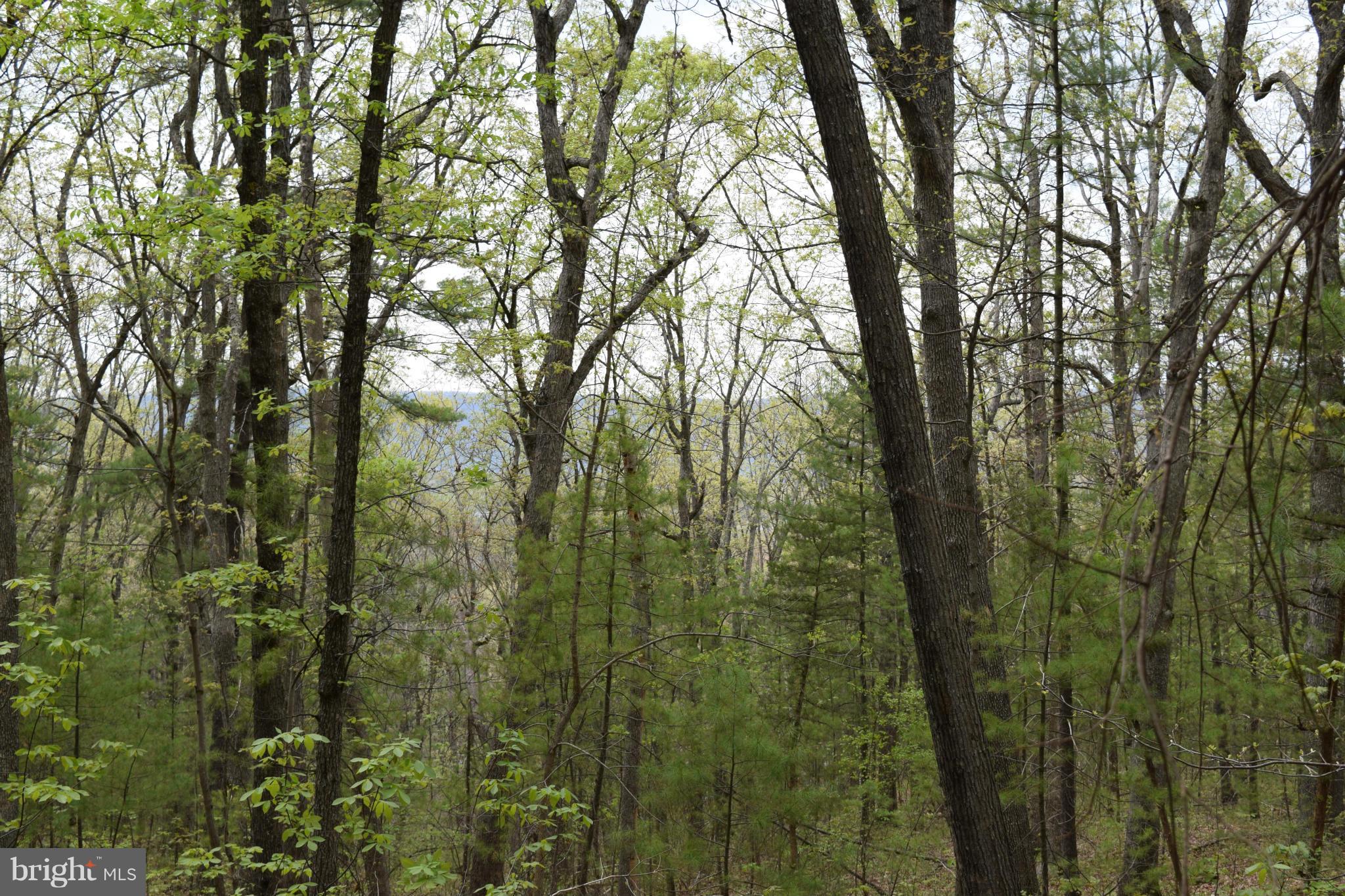 0 Catron Ridge Road Bentonville, VA 22610 - Photo 19 of 30 View