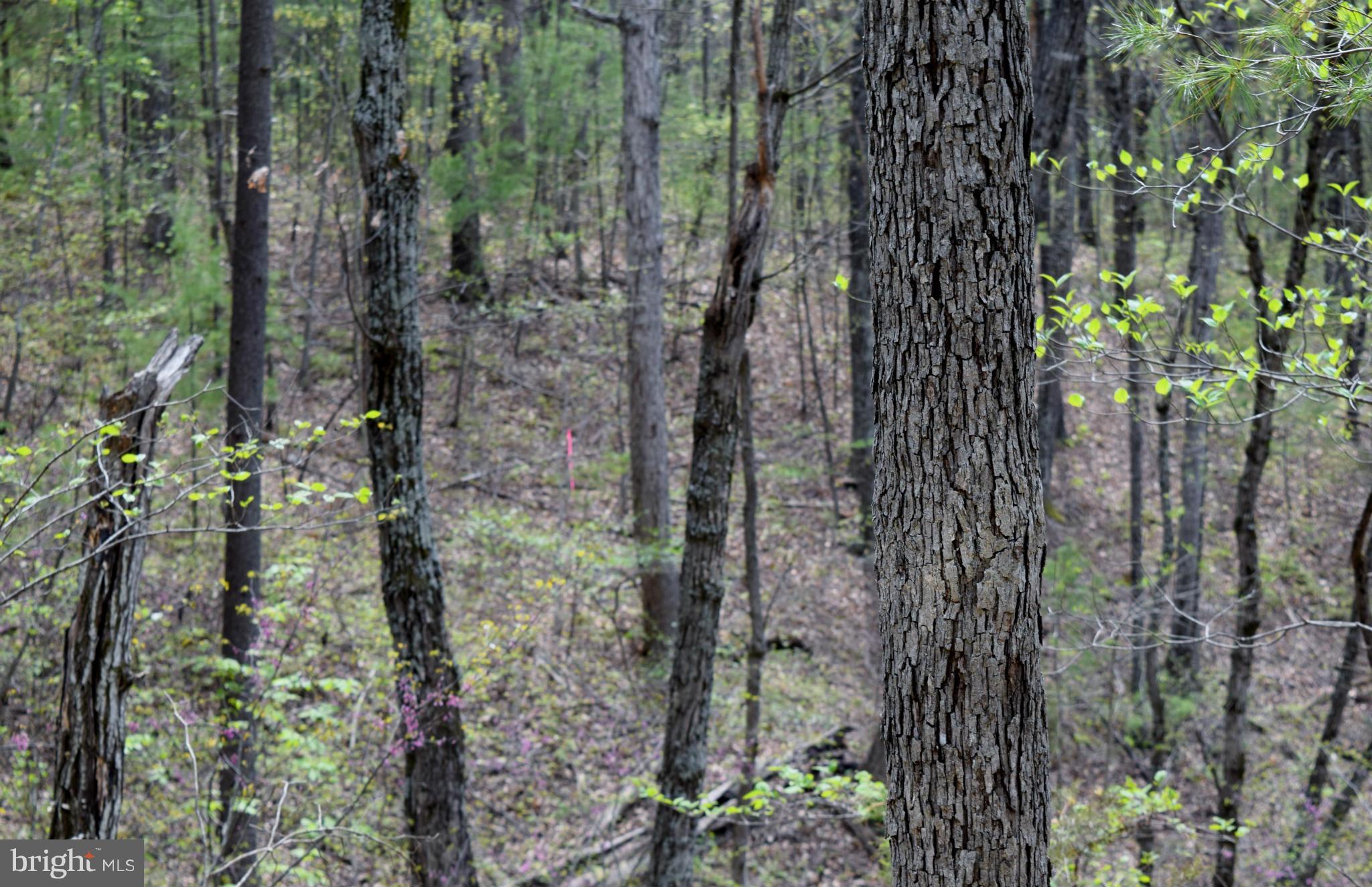 0 Catron Ridge Road Bentonville, VA 22610 - Photo 23 of 30 View