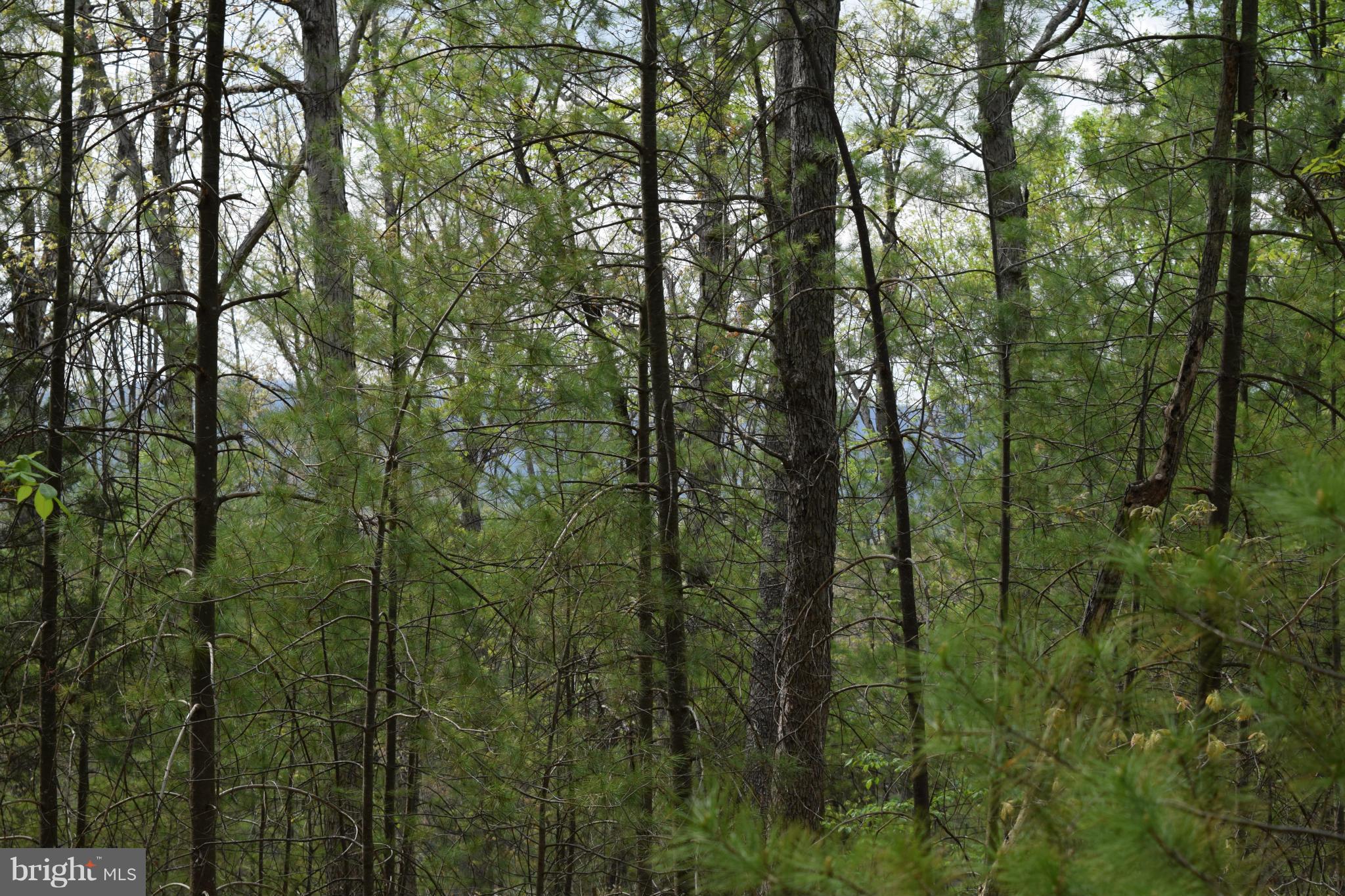 0 Catron Ridge Road Bentonville, VA 22610 - Photo 26 of 30 View