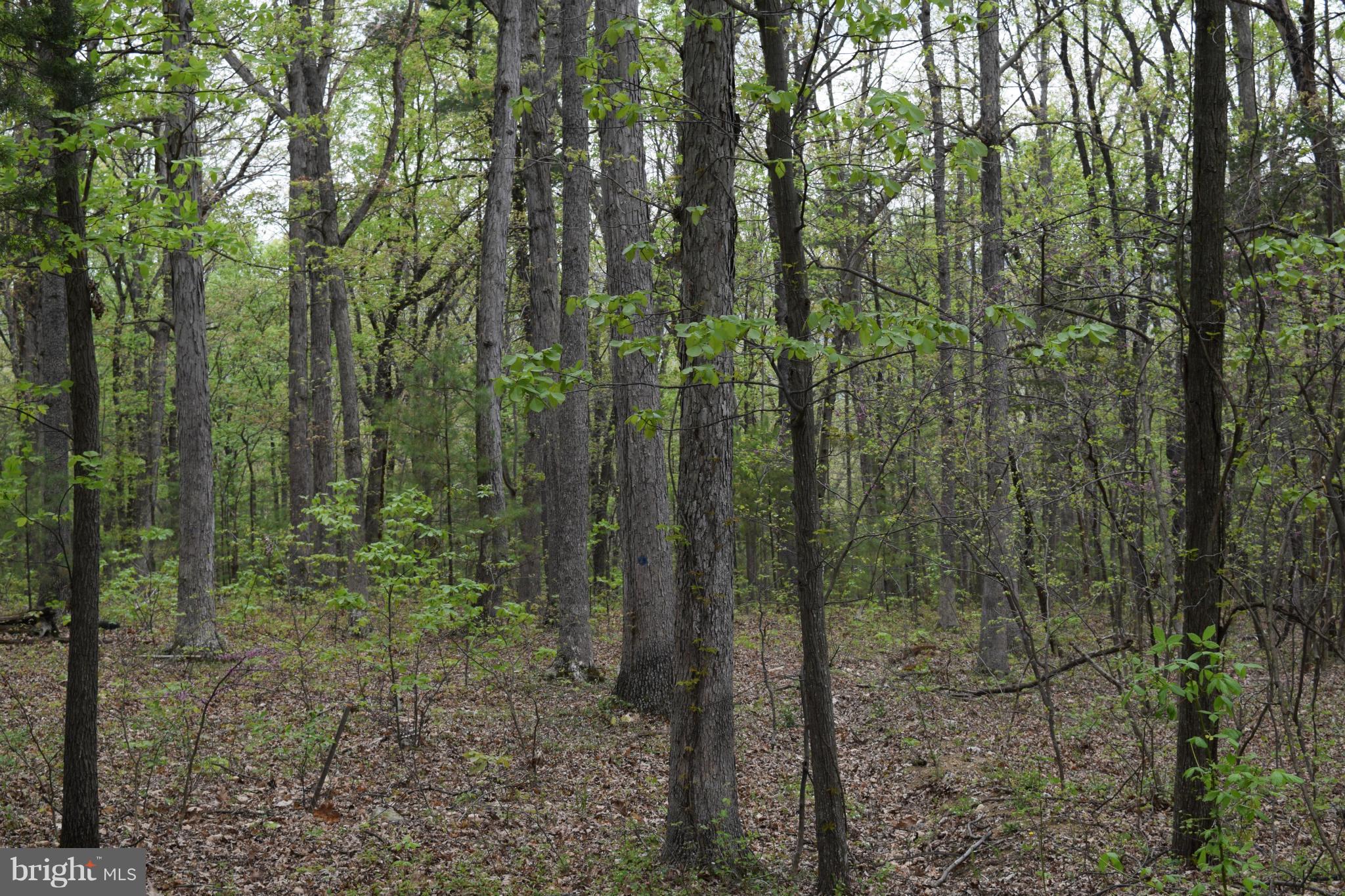 0 Catron Ridge Road Bentonville, VA 22610 - Photo 8 of 30 View
