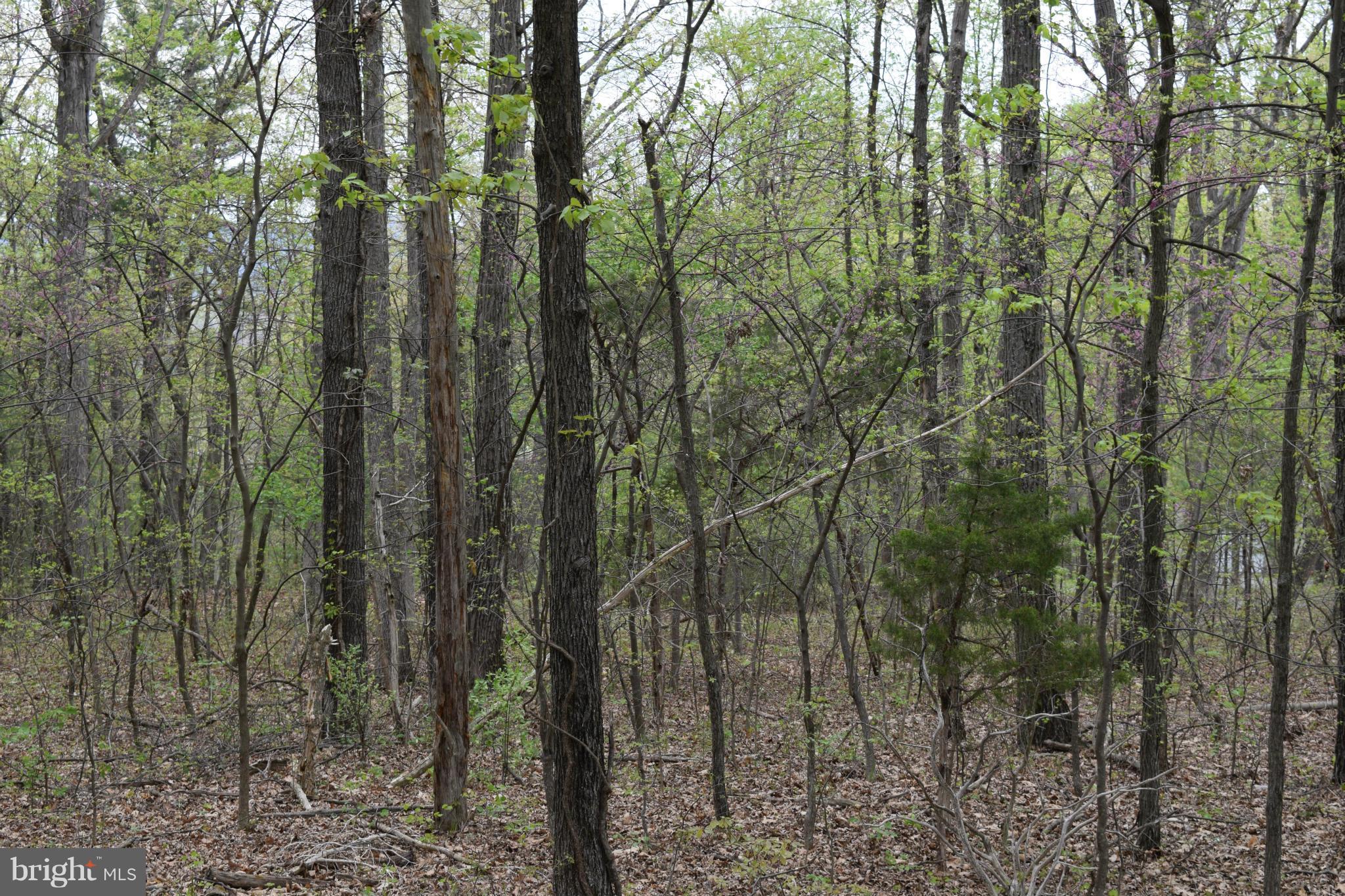 0 Catron Ridge Road Bentonville, VA 22610 - Photo 9 of 30 View
