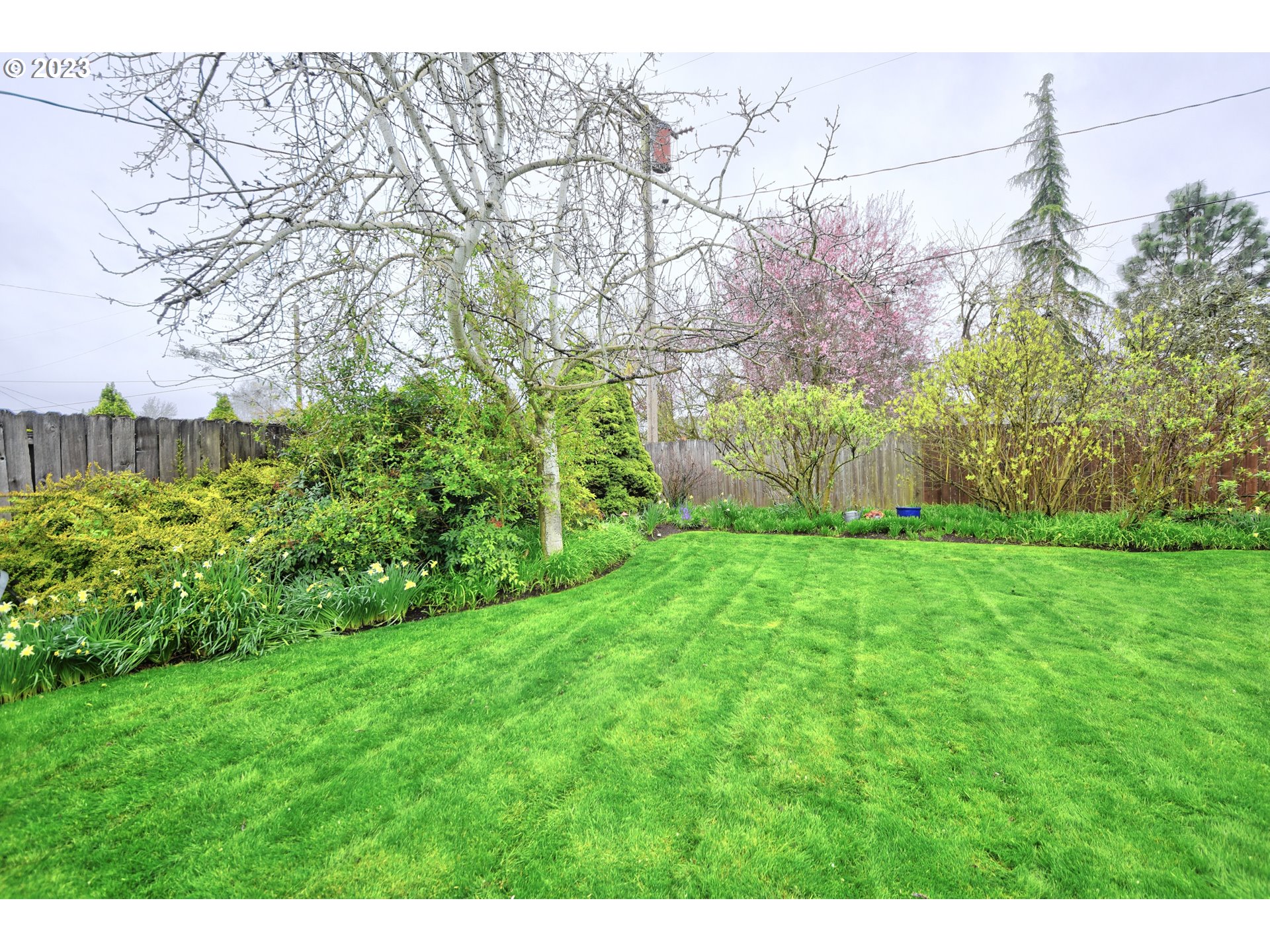 1267 N Street Springfield, OR 97477 - Photo 26 of 27 a view of a yard with plants and large trees