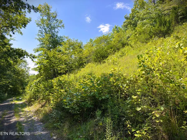 a view of a bunch of trees