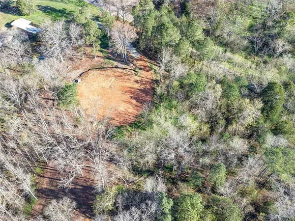 a view of a forest with a tree