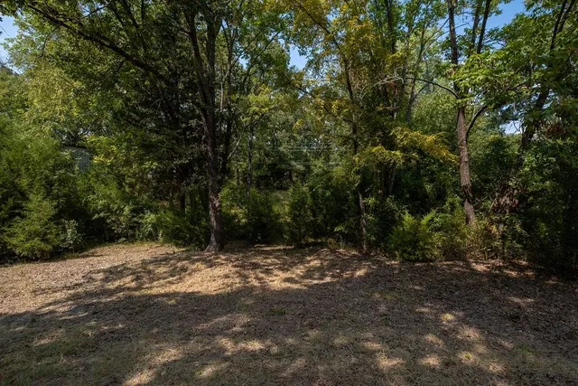 a view of a forest with trees