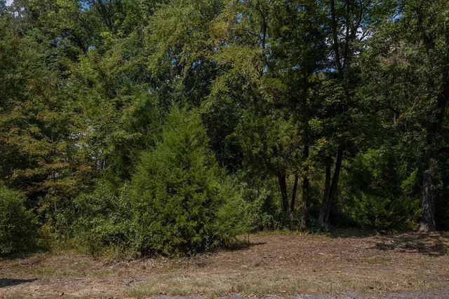 a view of a forest with trees in the background