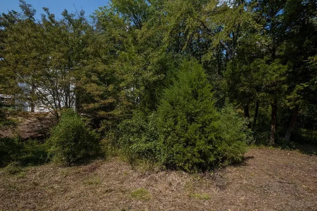 a view of a forest with trees in the background