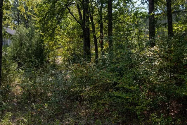 a view of a forest with trees in front of it
