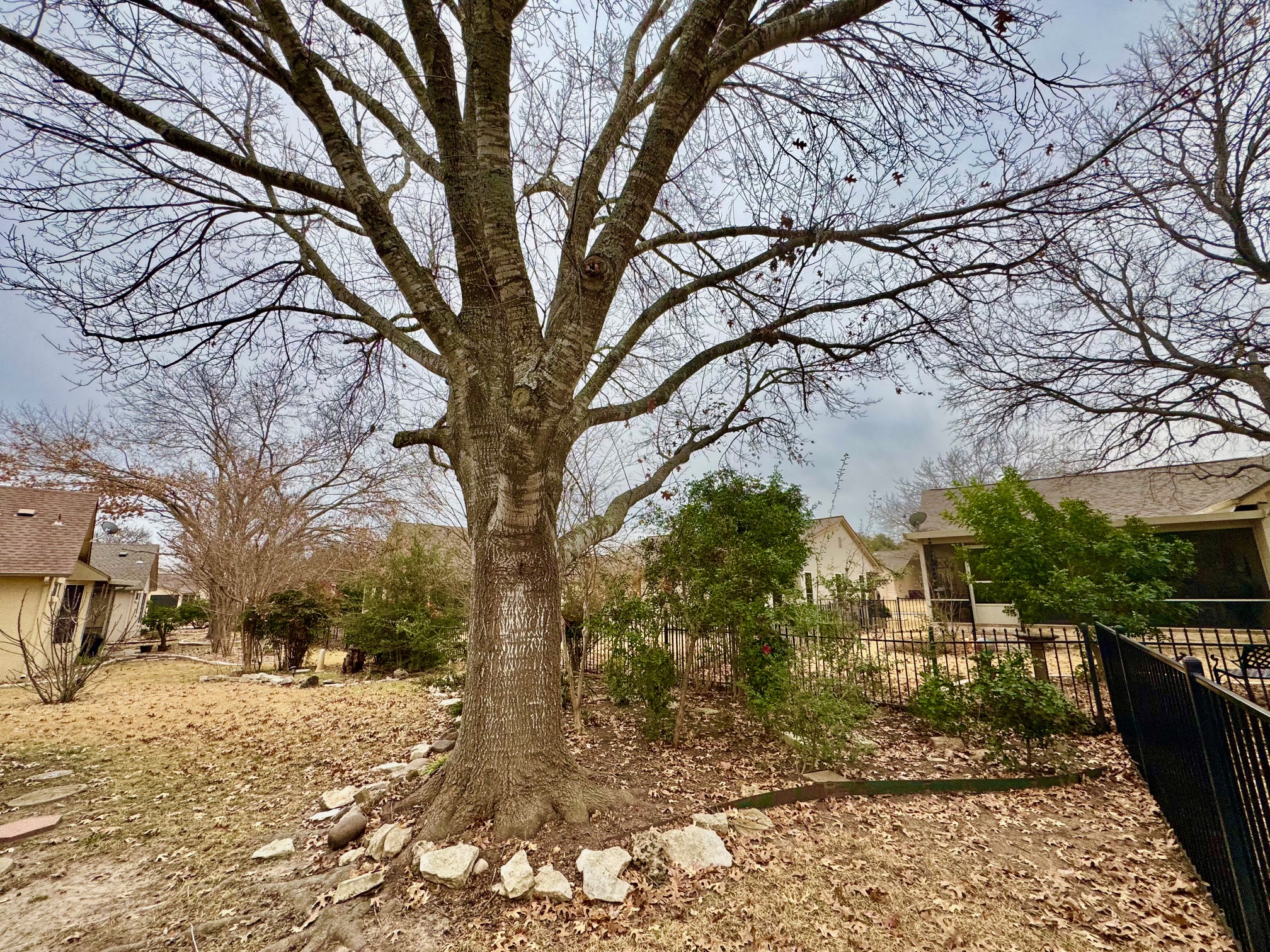 262 Whispering Wind Drive Georgetown, TX 78633 - Photo 16 of 20 View of fenced yard