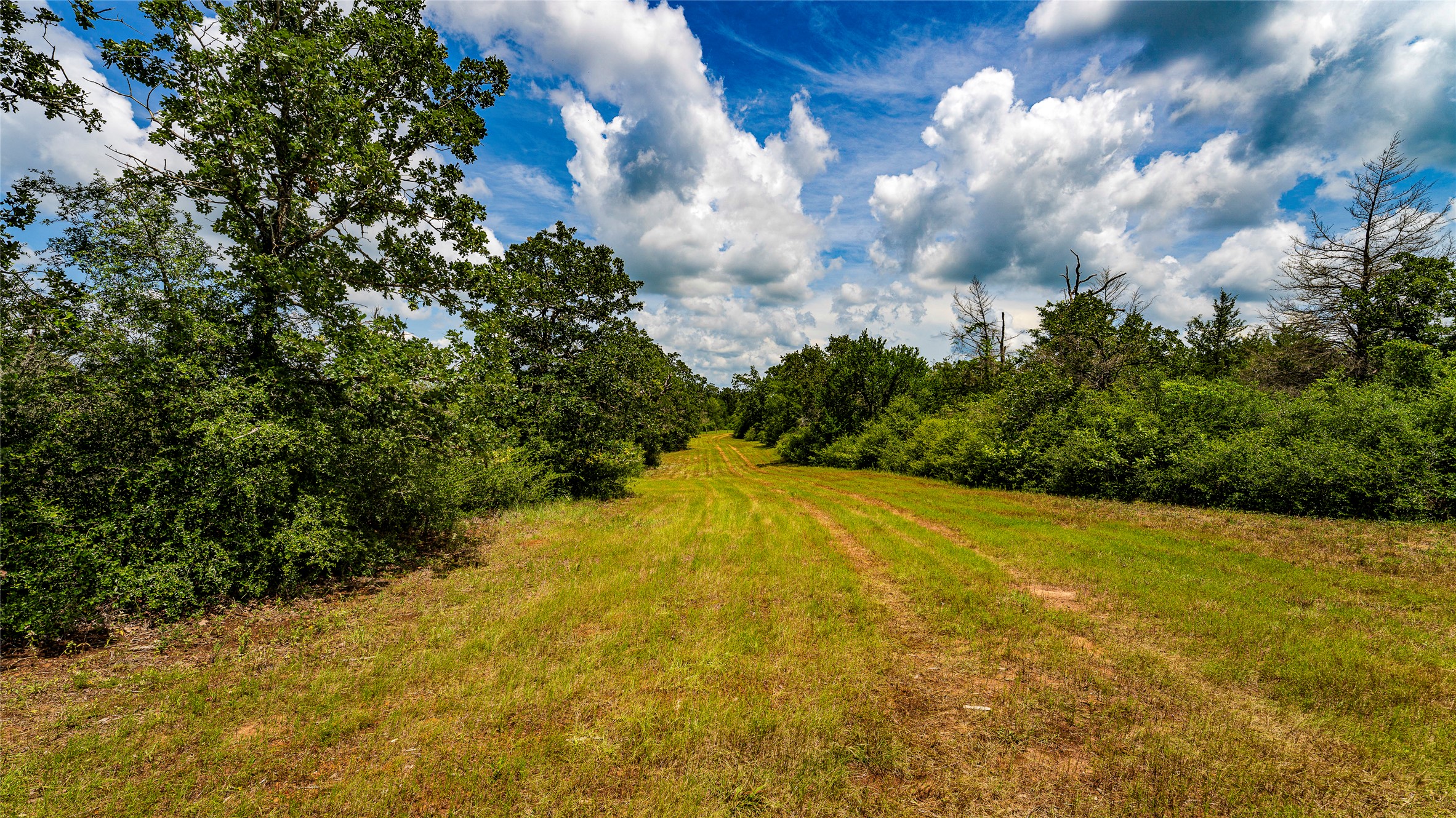 1470 22 Hills Road Gause, TX 77857 - Photo 13 of 35 A verdant clearing with a well-defined path carves through the property's lush, established trees.