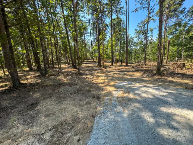 a view of a forest with trees