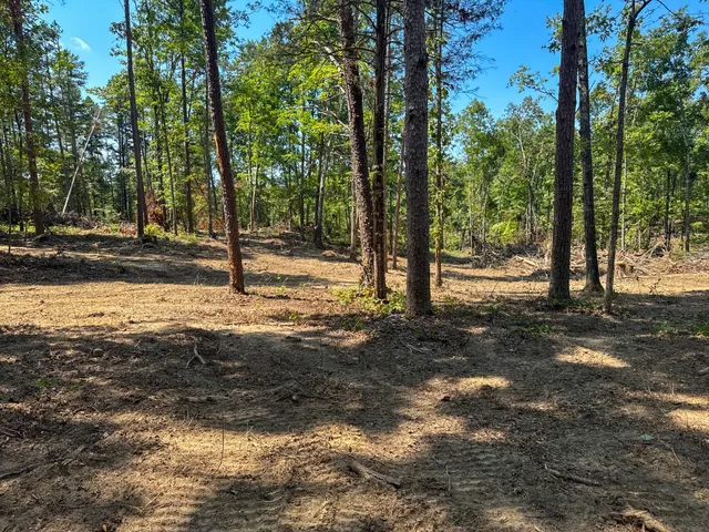 a view of a yard with trees