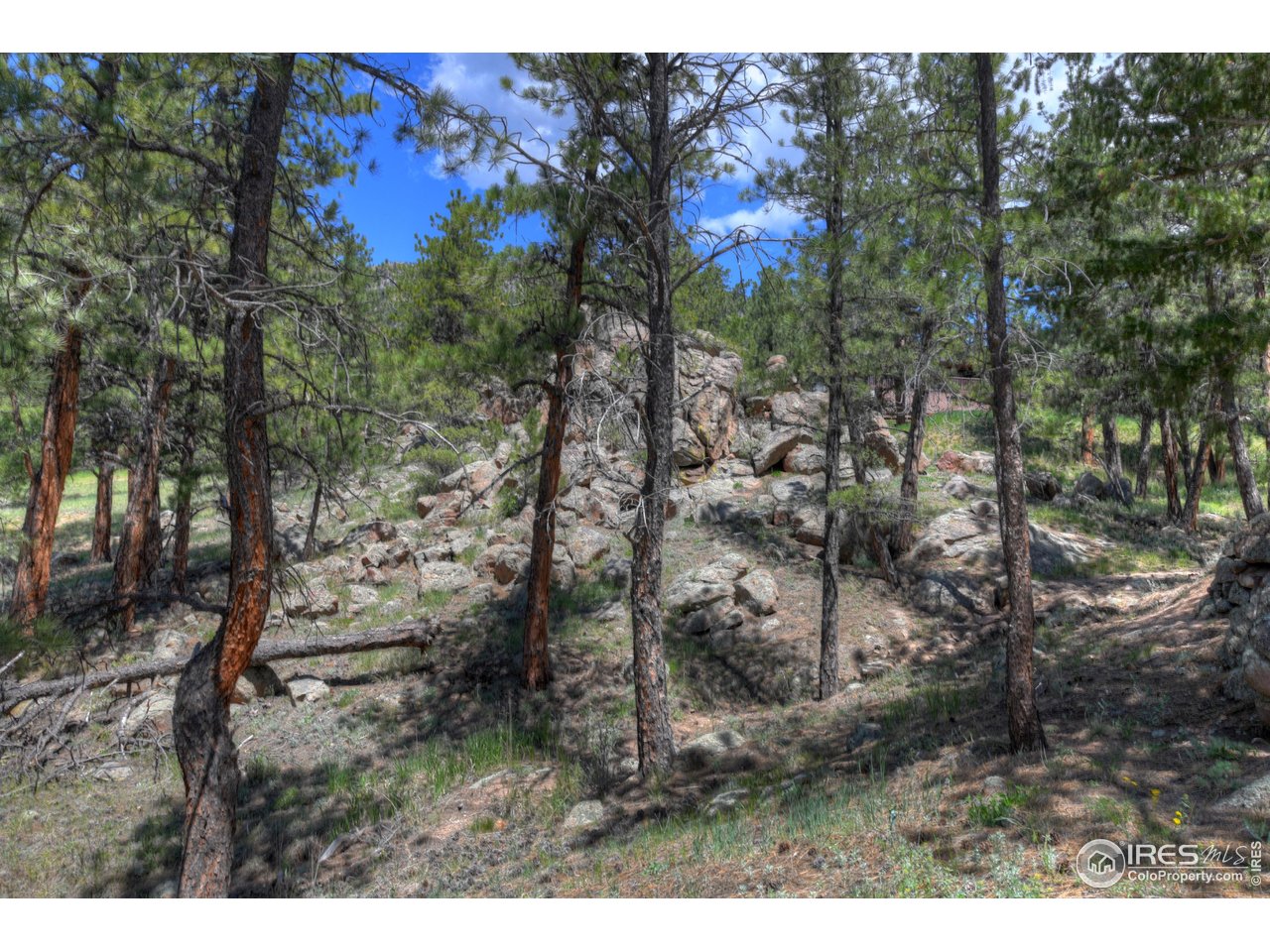 40 Hopi Court Lyons, CO 80540 - Photo 35 of 40 a view of a yard with a tree