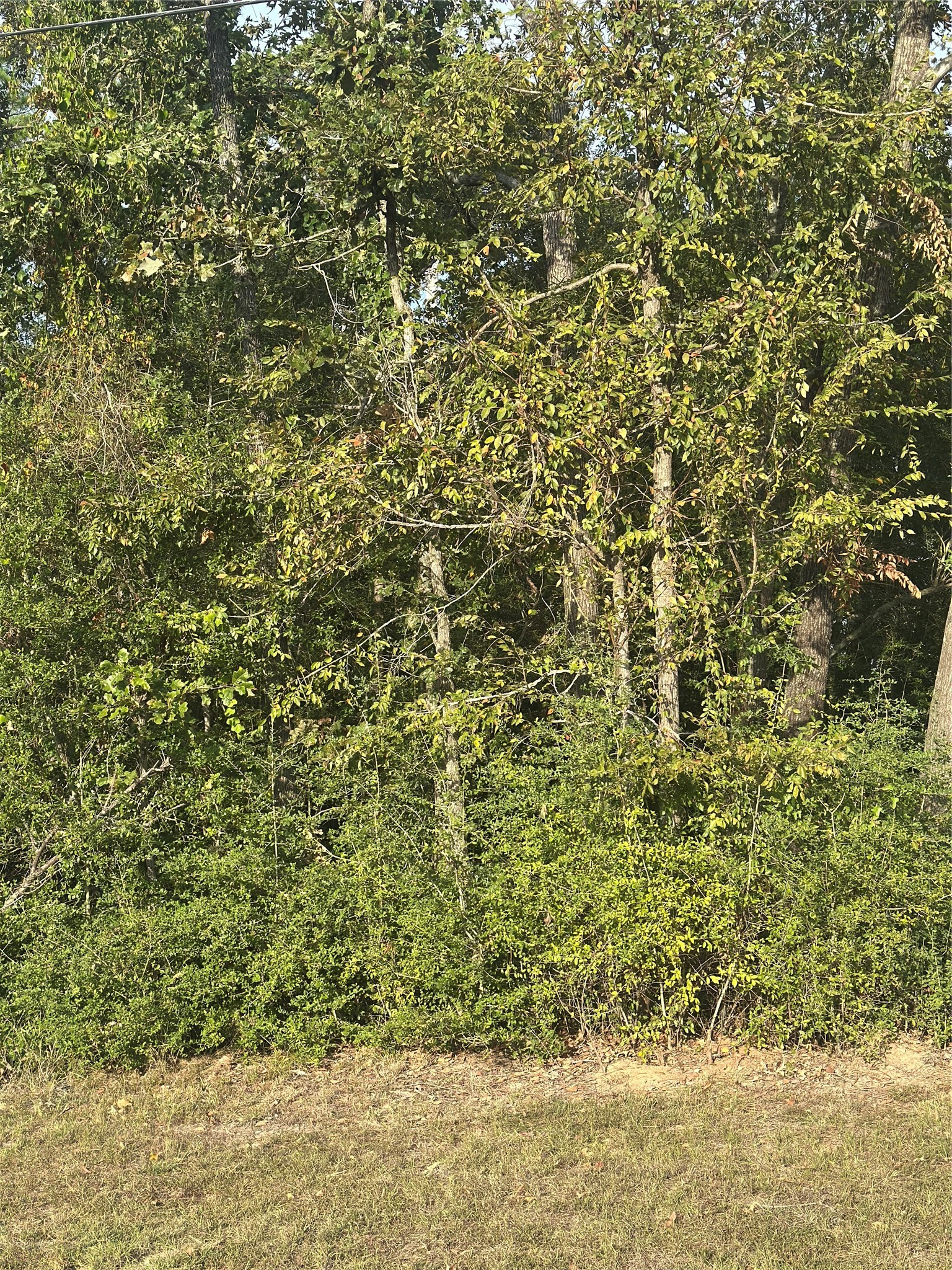 0 Magnolia Lane Onalaska, TX 77360 - Photo 2 of 8 a view of a yard