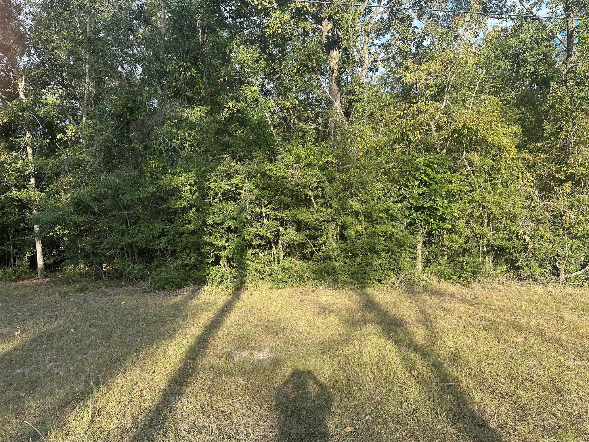 0 Magnolia Lane Onalaska, TX 77360 - Photo 3 of 8 a view of a yard with a tree